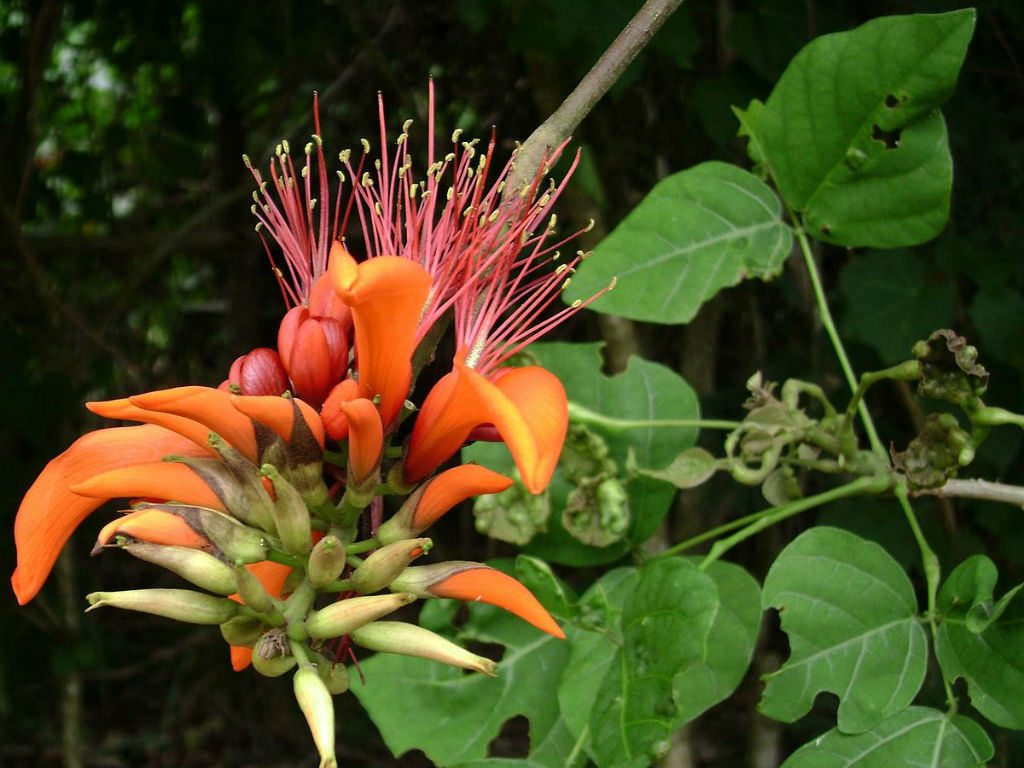 Erythrina variegata